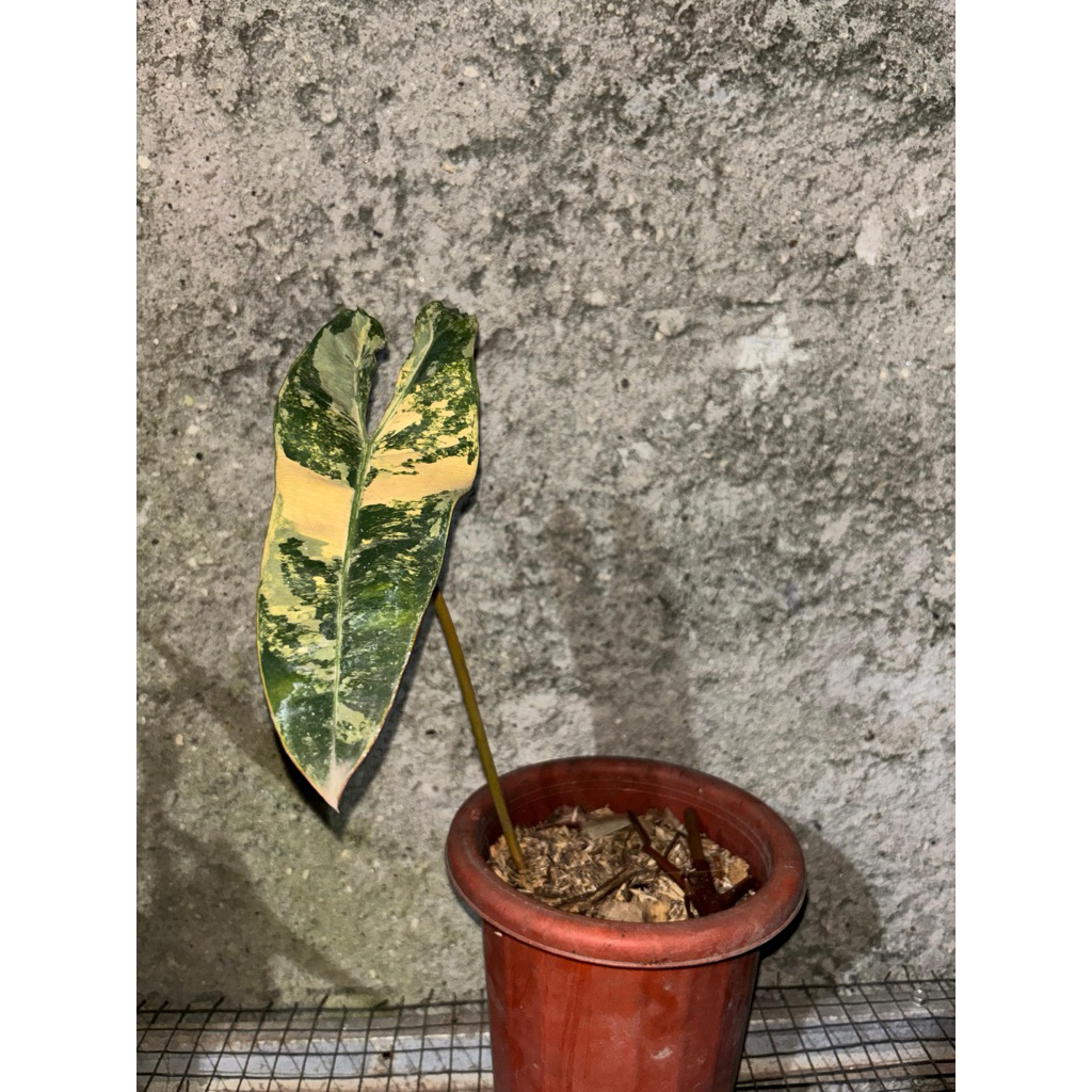 philodendron kabel busi varigata