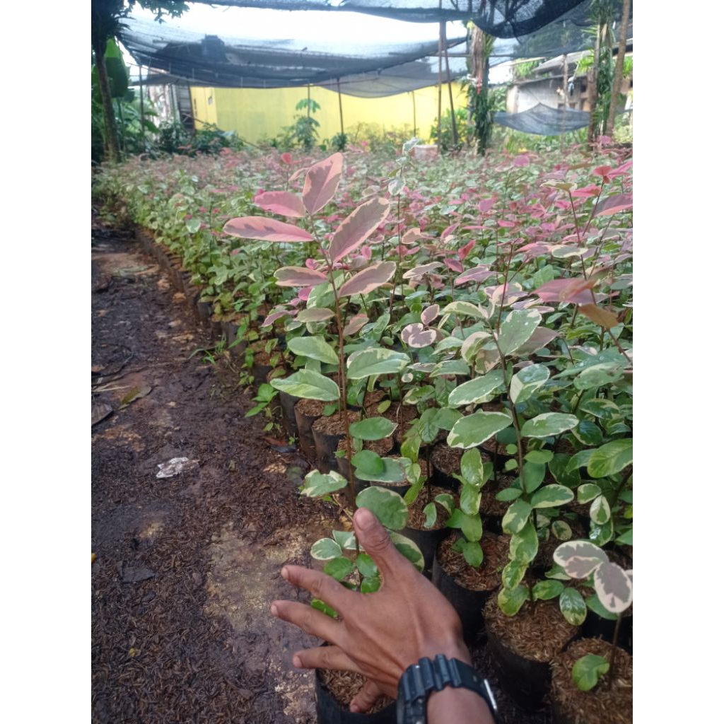 pohon letiping bisa langsung ditanam ke depan rumah kakak