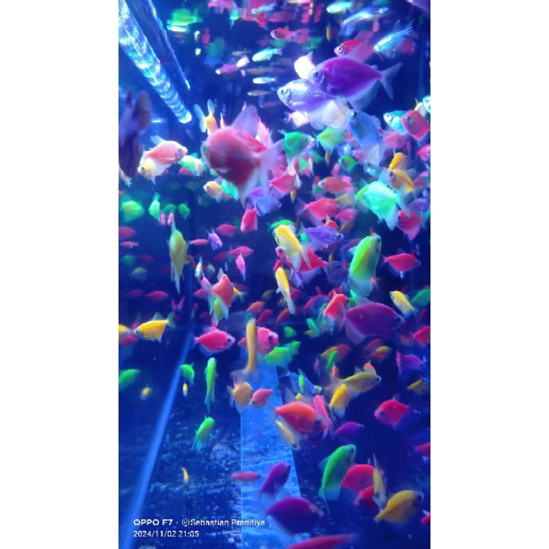 

KODE B67A glopis warna warni isi 4pcs bonus pelet