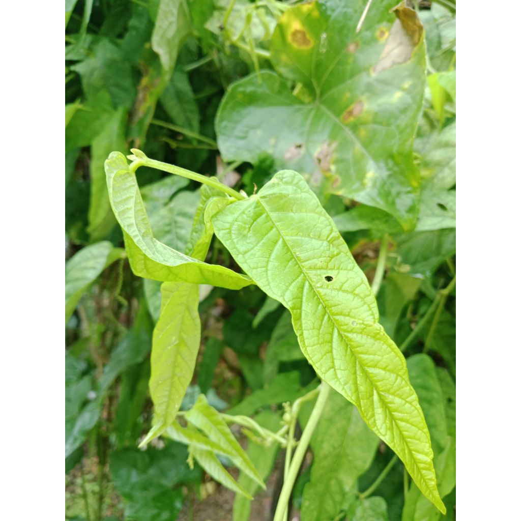 

pucuk daun kecipir segar 250gr