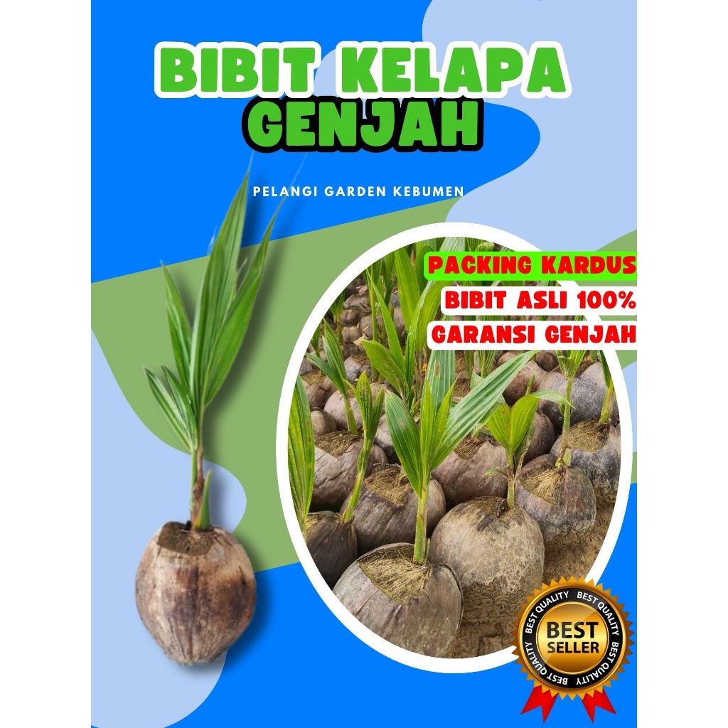LANGSUNG PETANI.. Pohon Kelapa Hijau, Pohon Kelapa Hibrida Hijau Jumbo