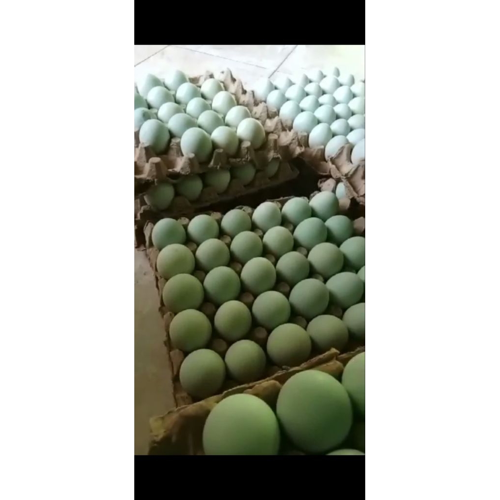 

Telur bebek mentah tinggi omega