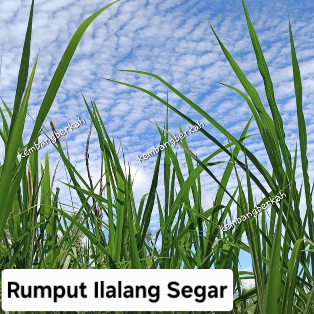 

DAUN ALANG ALANG / DAUN RUMPUT ILALANG SEGAR