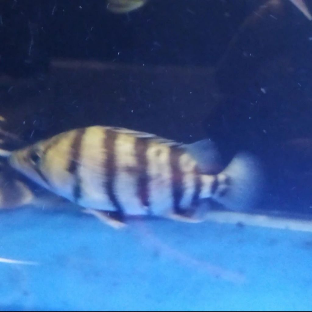 datz silver tiger fish 13-14cm