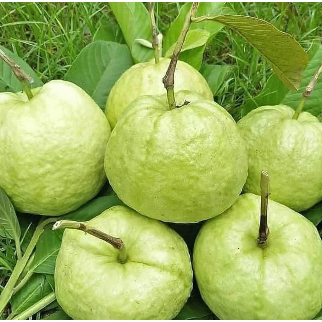 

Jambu kristal kebumen
