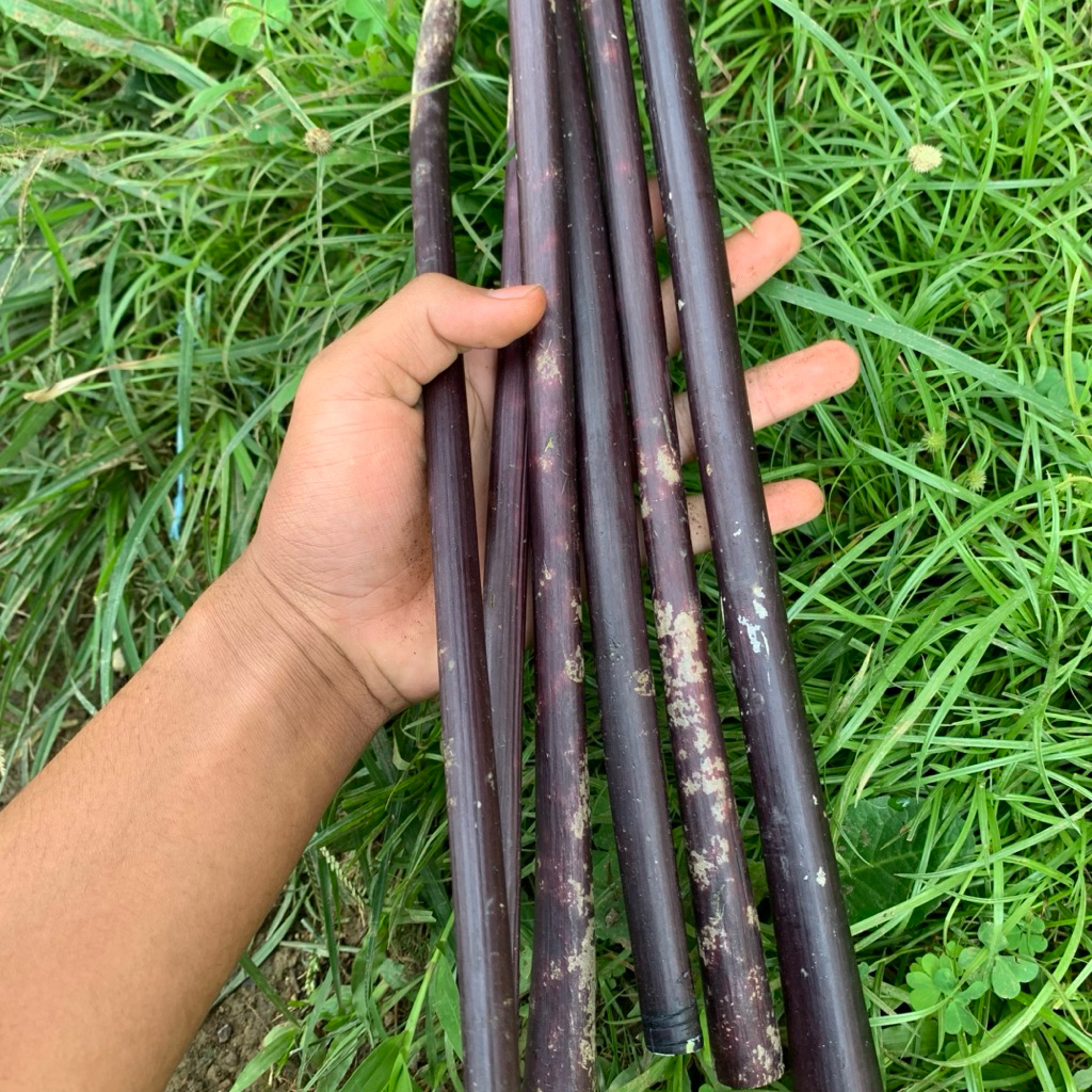 

Batang pepaya hitam segar pres petik langsung p 40cm 5 batang.