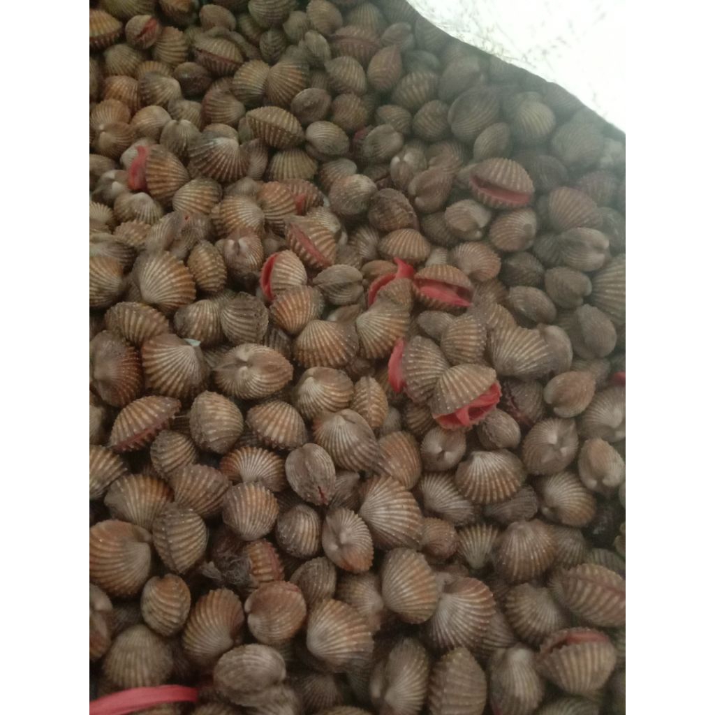 

Kerang dara