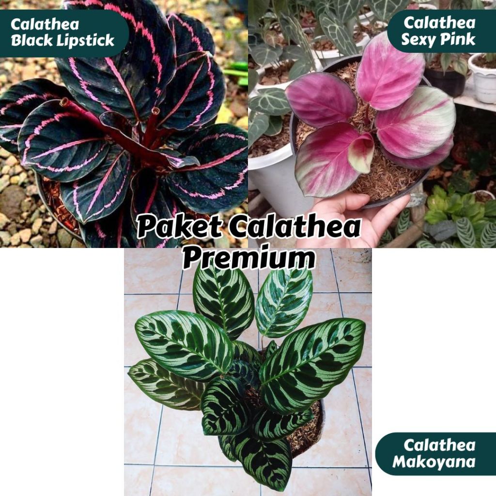 Paket Calathea Premium - Calathea Black Lipstick, Calathea Makoyana Import, Calathea Sexy Pink