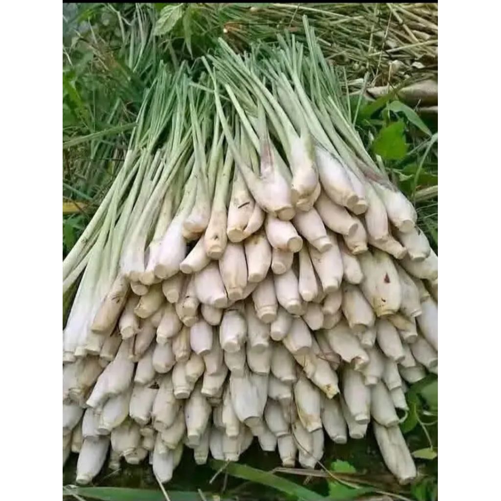 

Sereh segar Jumbo petik dadakan penyedap rasa sayur DLL berat bersih (1kg)