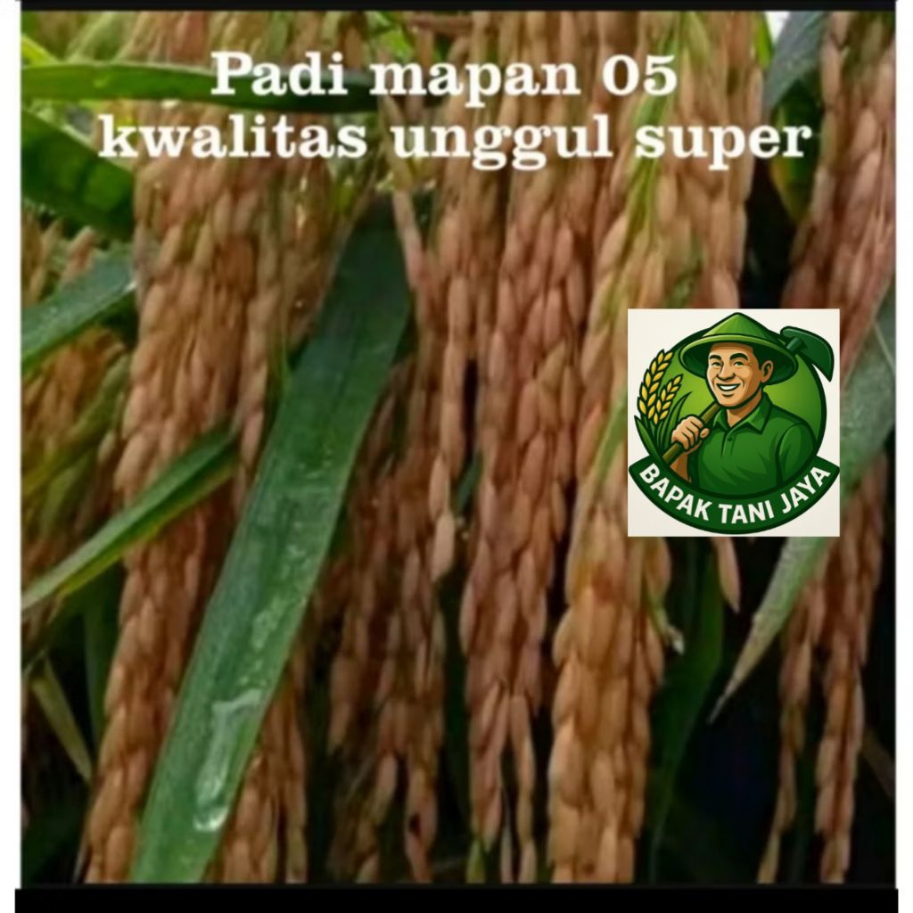 benih padi mapan 05 kualitas unggul 5KG