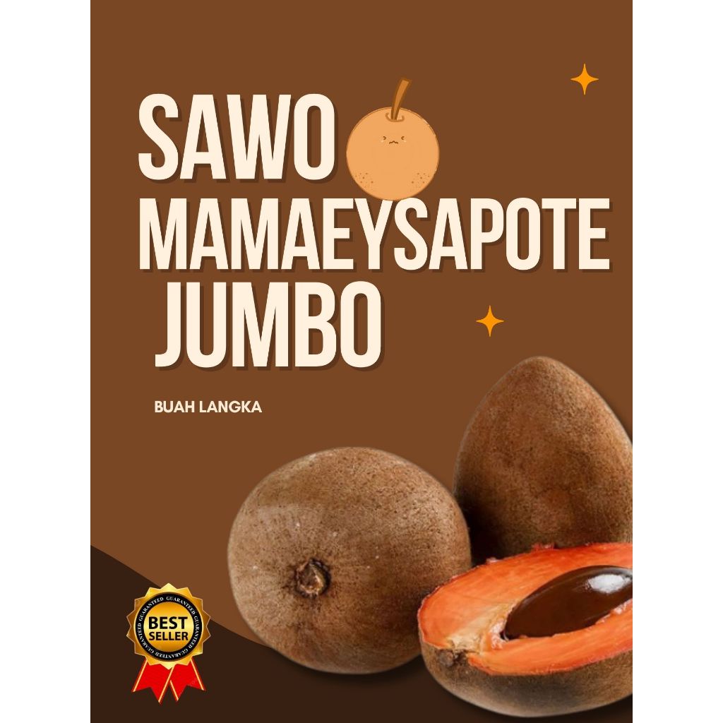 

PALING DICARI !! Sawo Jumbo Meksiko, Sawo Jumbo Ori