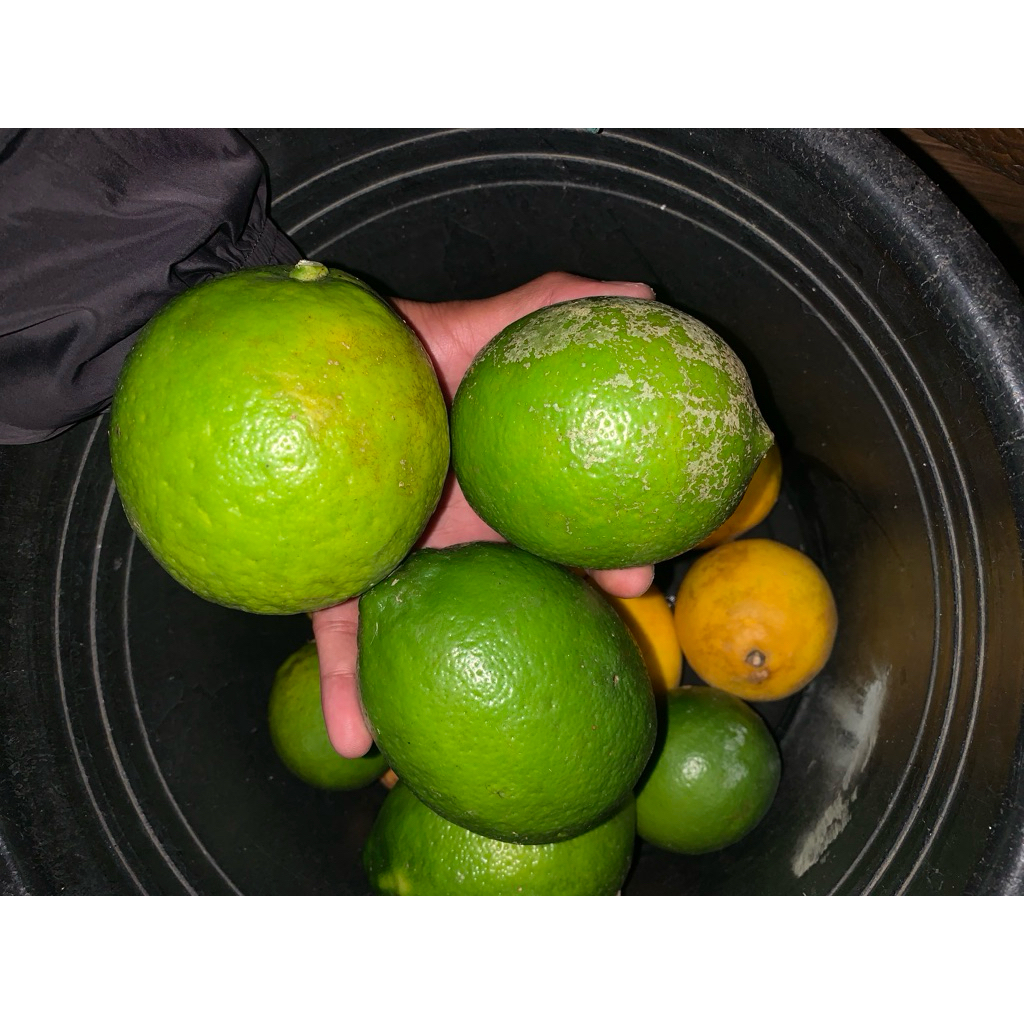 

Lemon california fresh promo 1kg | tidak gampang busuk