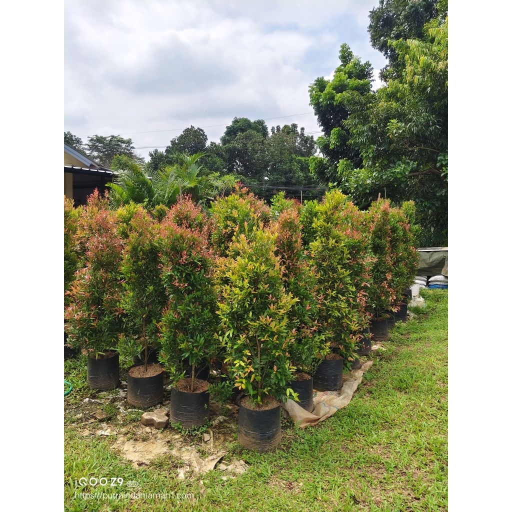 pohon pucuk merah//tanaman pucuk merah