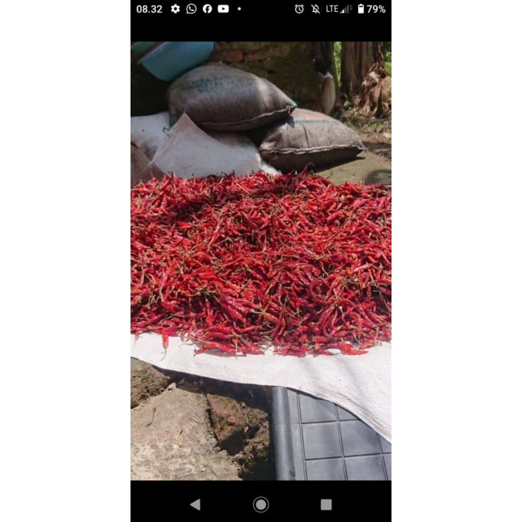 

cabe kering teja grad a super merah dan pedas tanpa tangkai 150gr