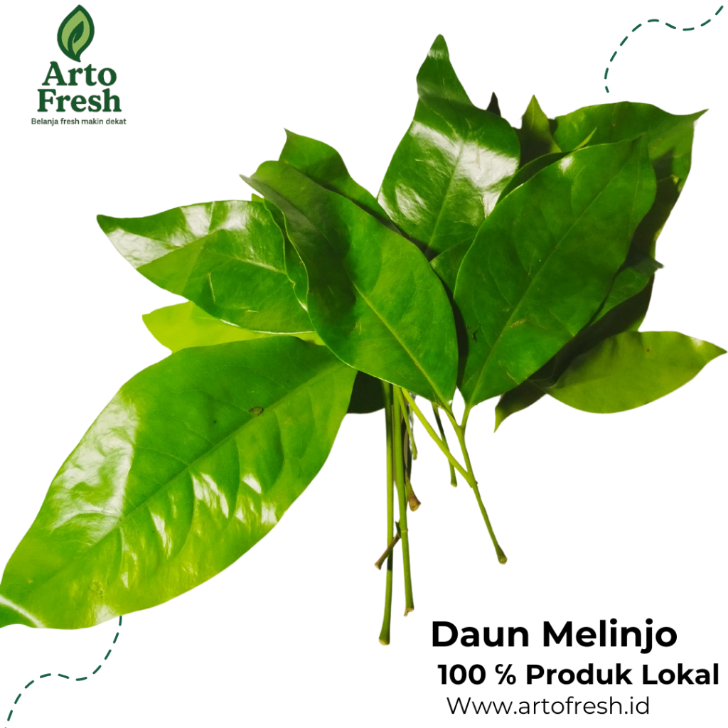 

Daun Melinjo Segar, Artofresh