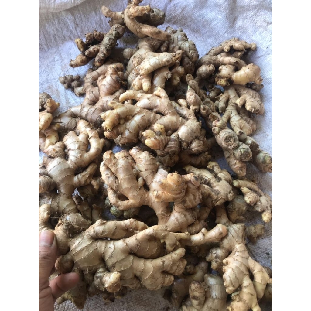 

jahe emprit pedas full sortir segar fress sudah di cuci bersih kemasan 1kg