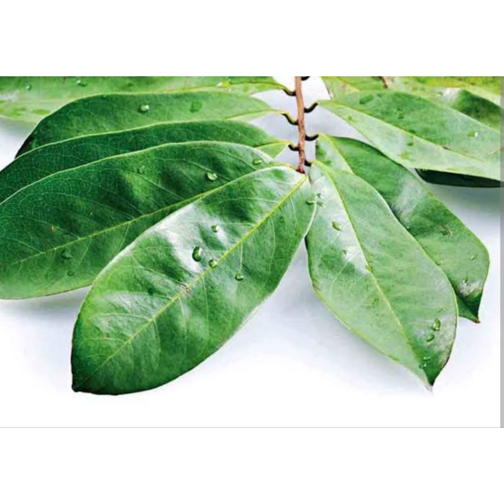 

daun nangka Belanda/sirsak neto 1kg