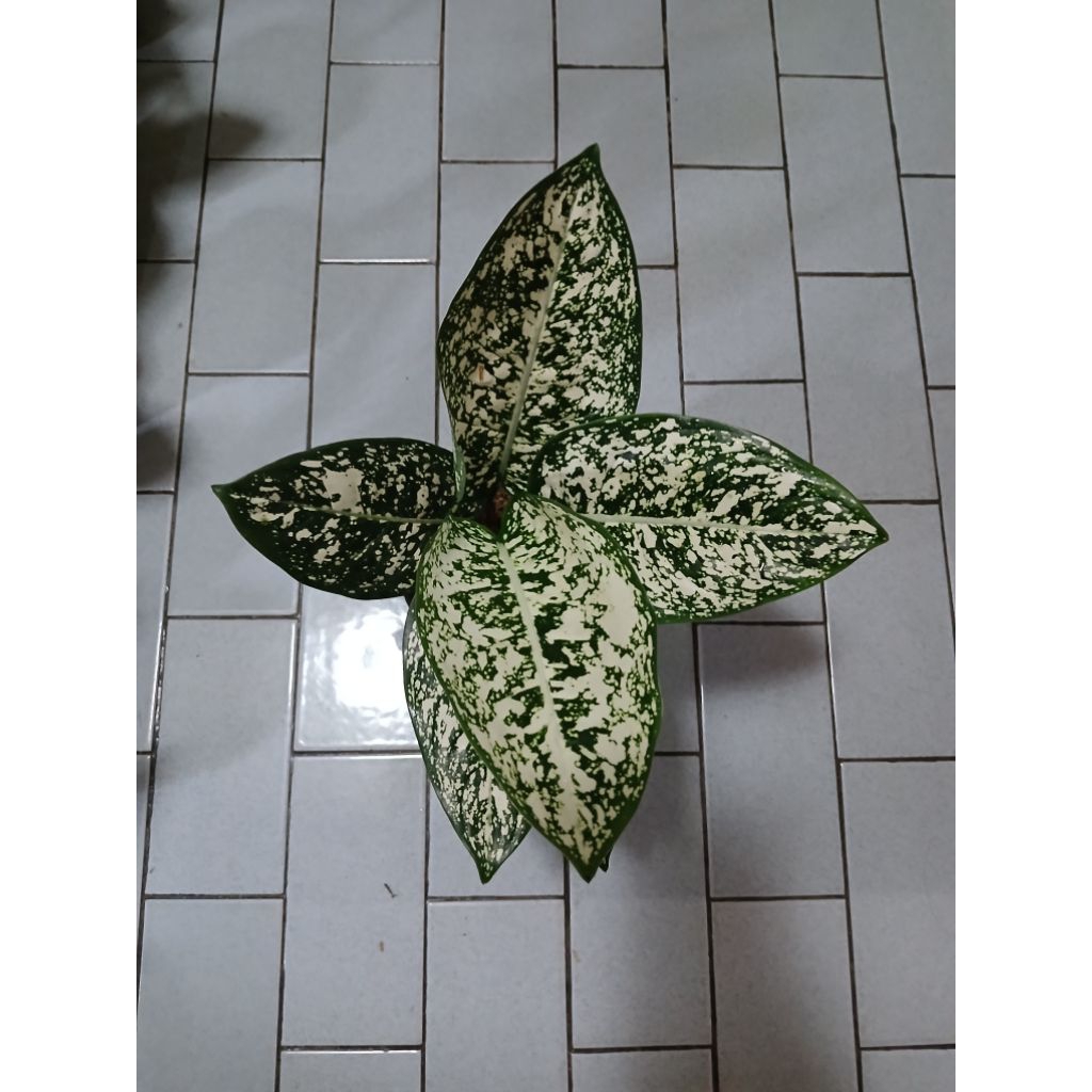 Aglaonema big leaf dewasa