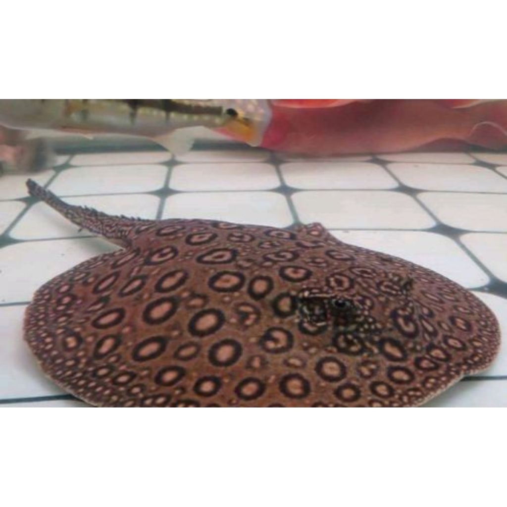 dekorasi akuarium.. sz 23-25 pari motoro koleksi para SULTAN