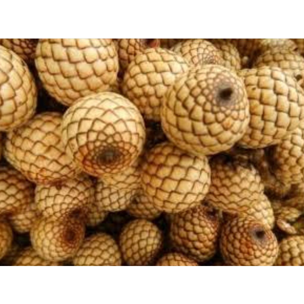 

Buah rotan masak di hutan