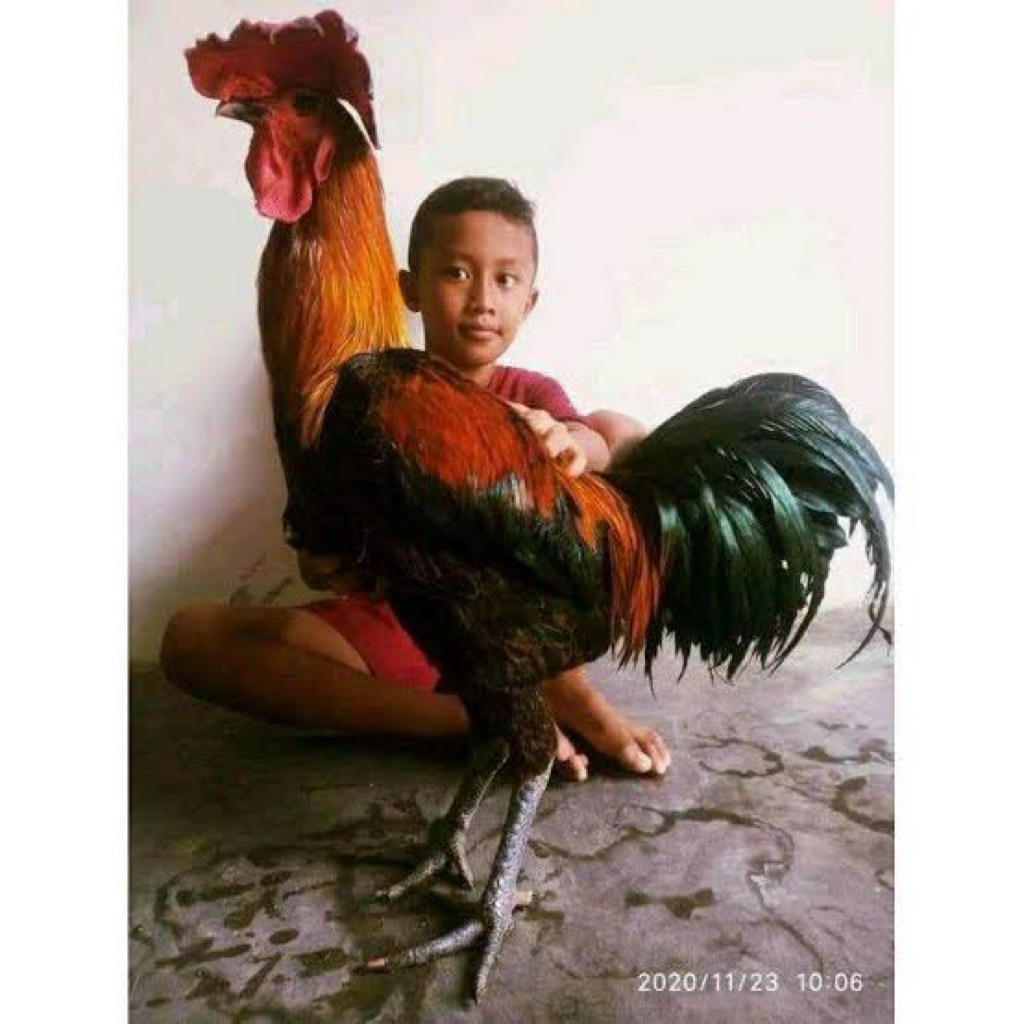 

TELUR FERTIL AYAM PELUNG JUMBO SUPER UNTUK DI TETASKAN