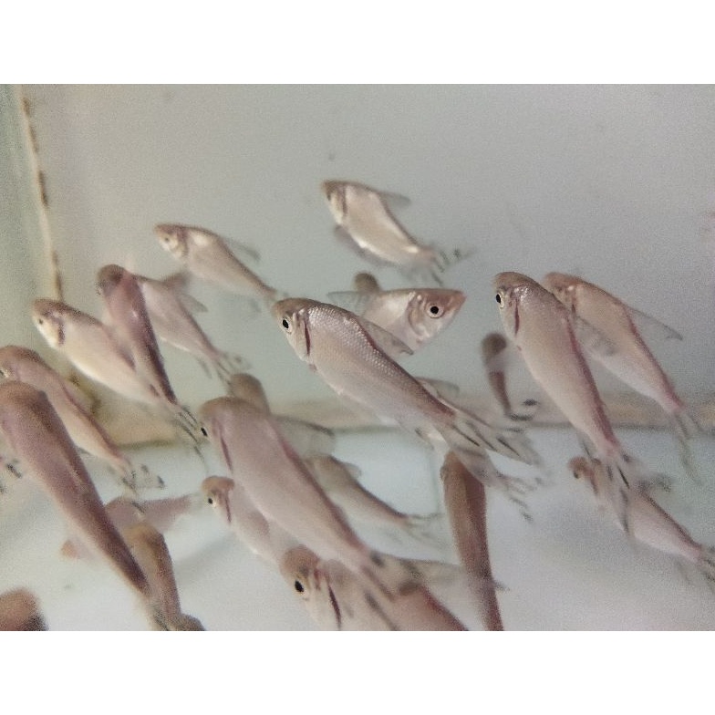 KODE Q6R Yellow Feifeng YFF