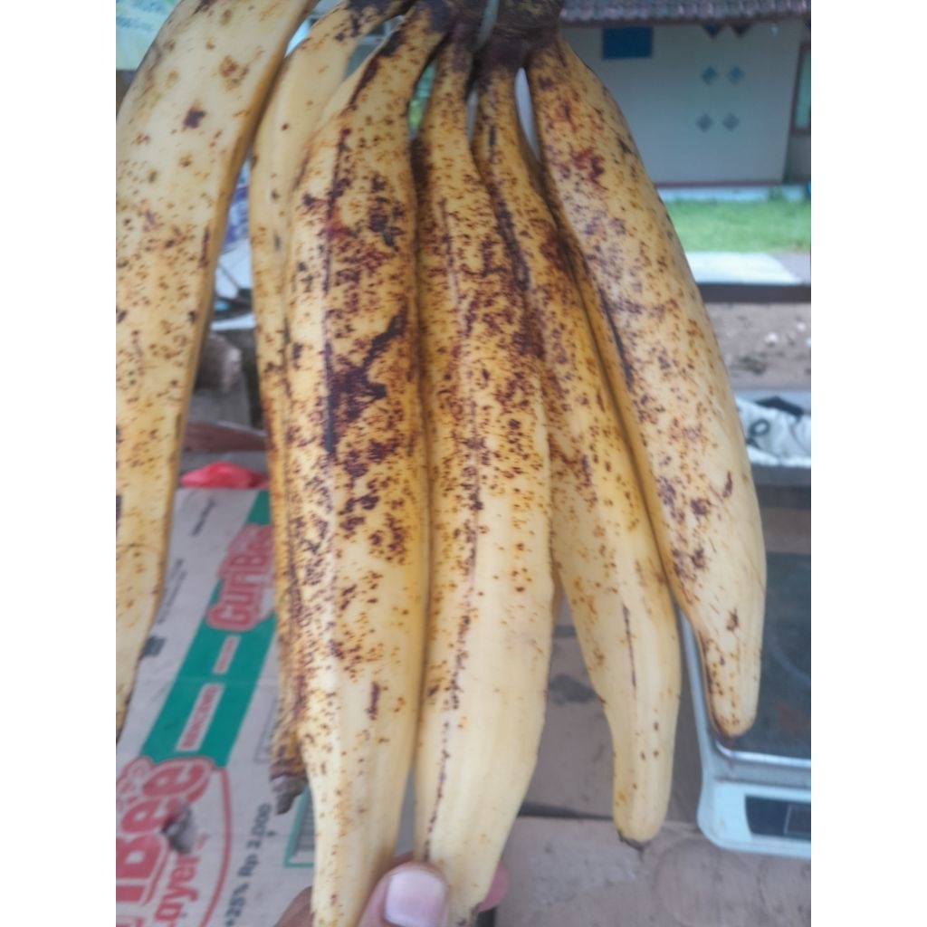 

Pisang tanduk 1 pcs +bonus