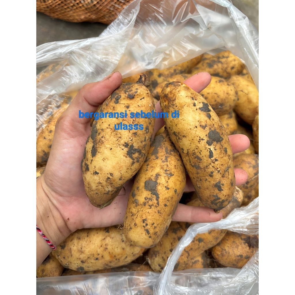

OBRAL UMBI GEMBILI KETAN 1KG
