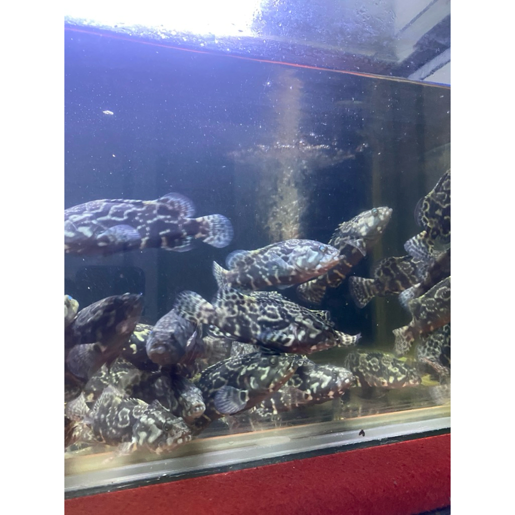 kerapu cantang size 10-11cm air tawar tambah garam