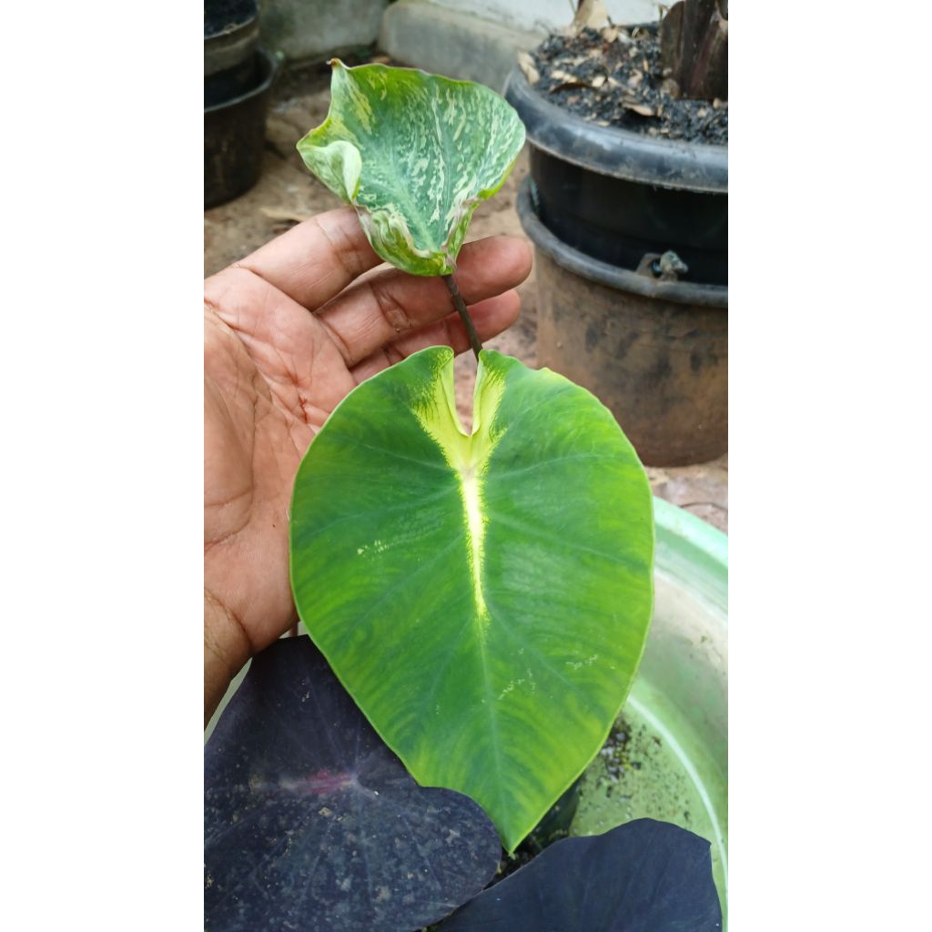 Anakan colocasia hybrid white lava