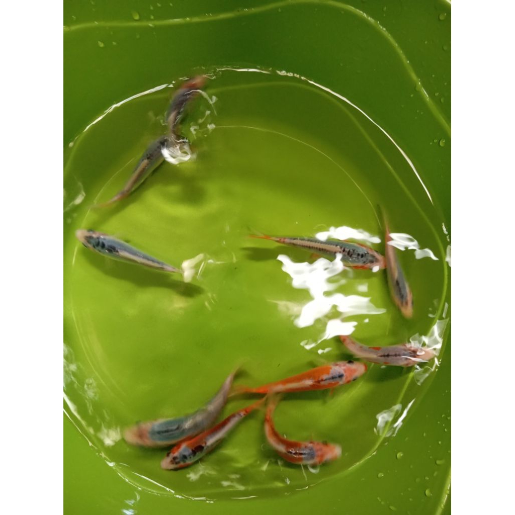 Ikan KoI BliTar MiniOn JeNiS HaNa ShUsUI siZe 10 -- 13 Cm (Random)