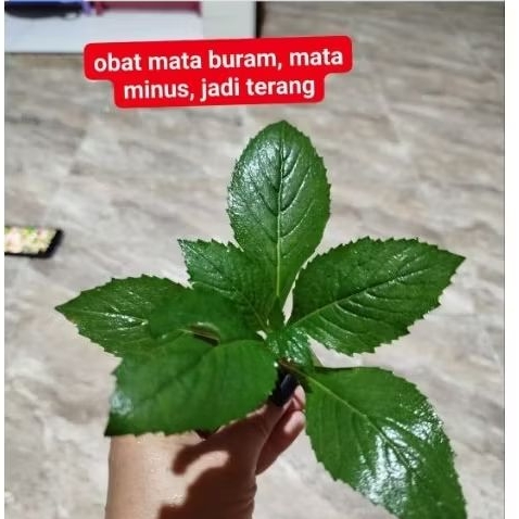 

Daun sitrong jamrong. sitrong ejle segar . lalapan herbal 500 gram