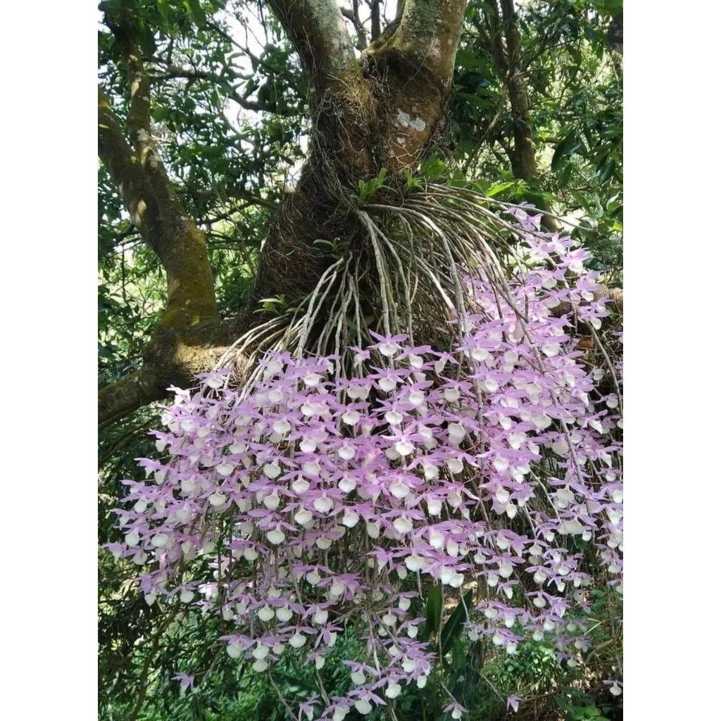 anggrek tirai / aphyllum