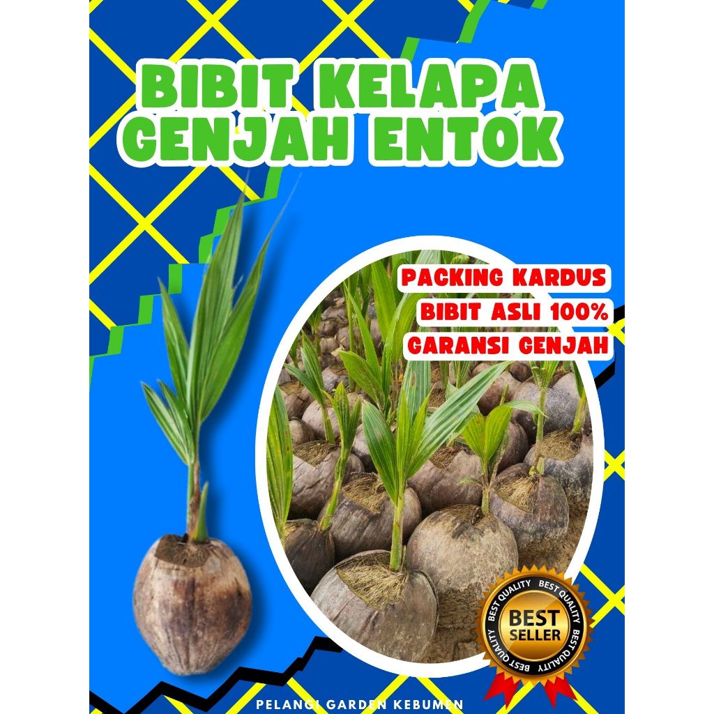 CEPAT BERBUAH.. Benih Kelapa Besar, Benih Kelapa Bonsai