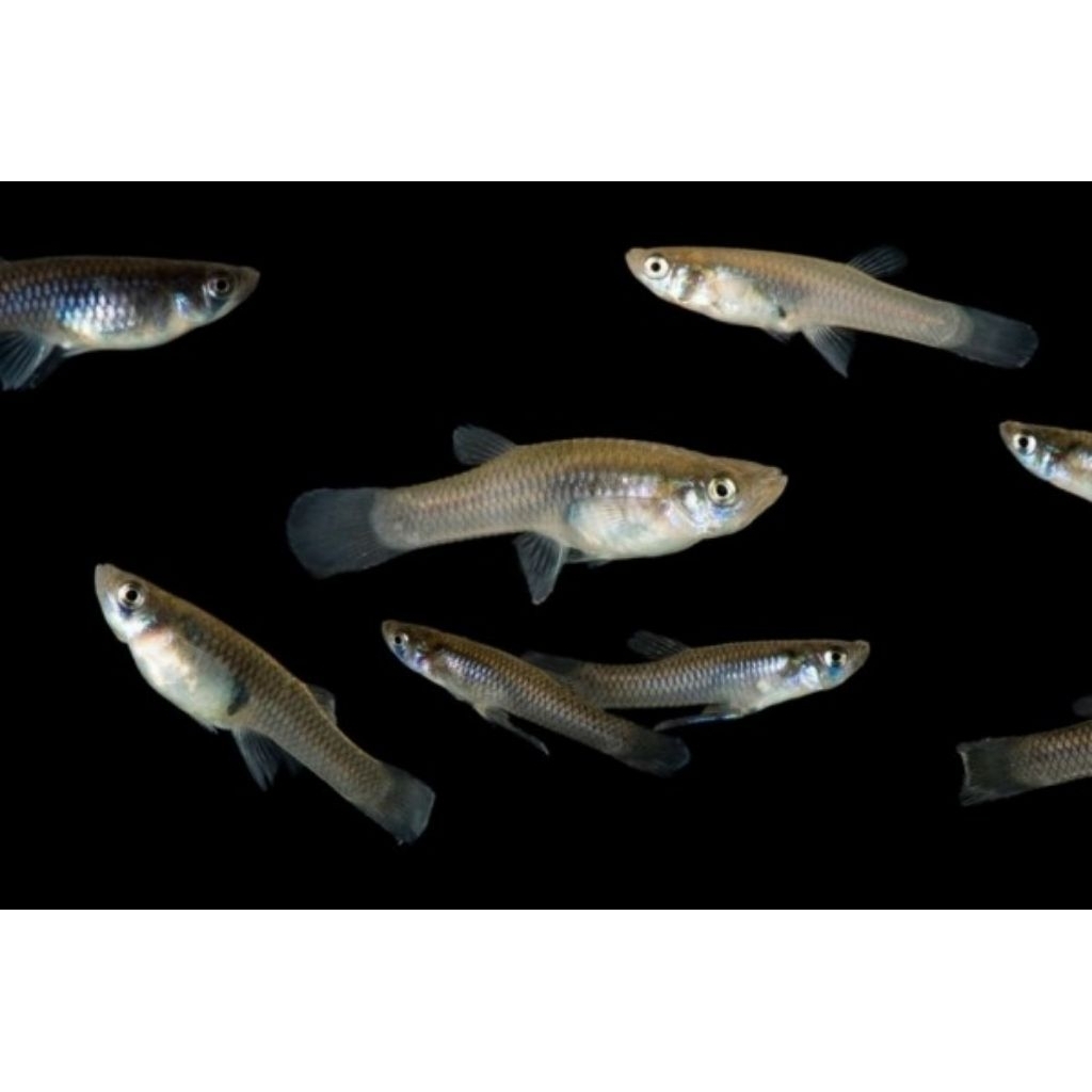 Ikan cere atau guppy pakan ikan