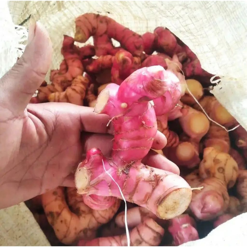 

Lengkuas merah cuci bersih (500grm)