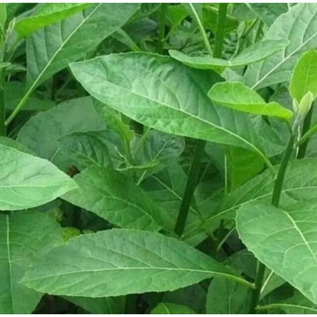 

daun sambung nyawa herbal alami 500 gram