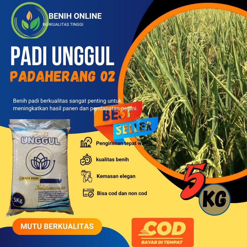 PADI GALUR UNGGUL PADAHERANG 02 KEMASAN 5KG