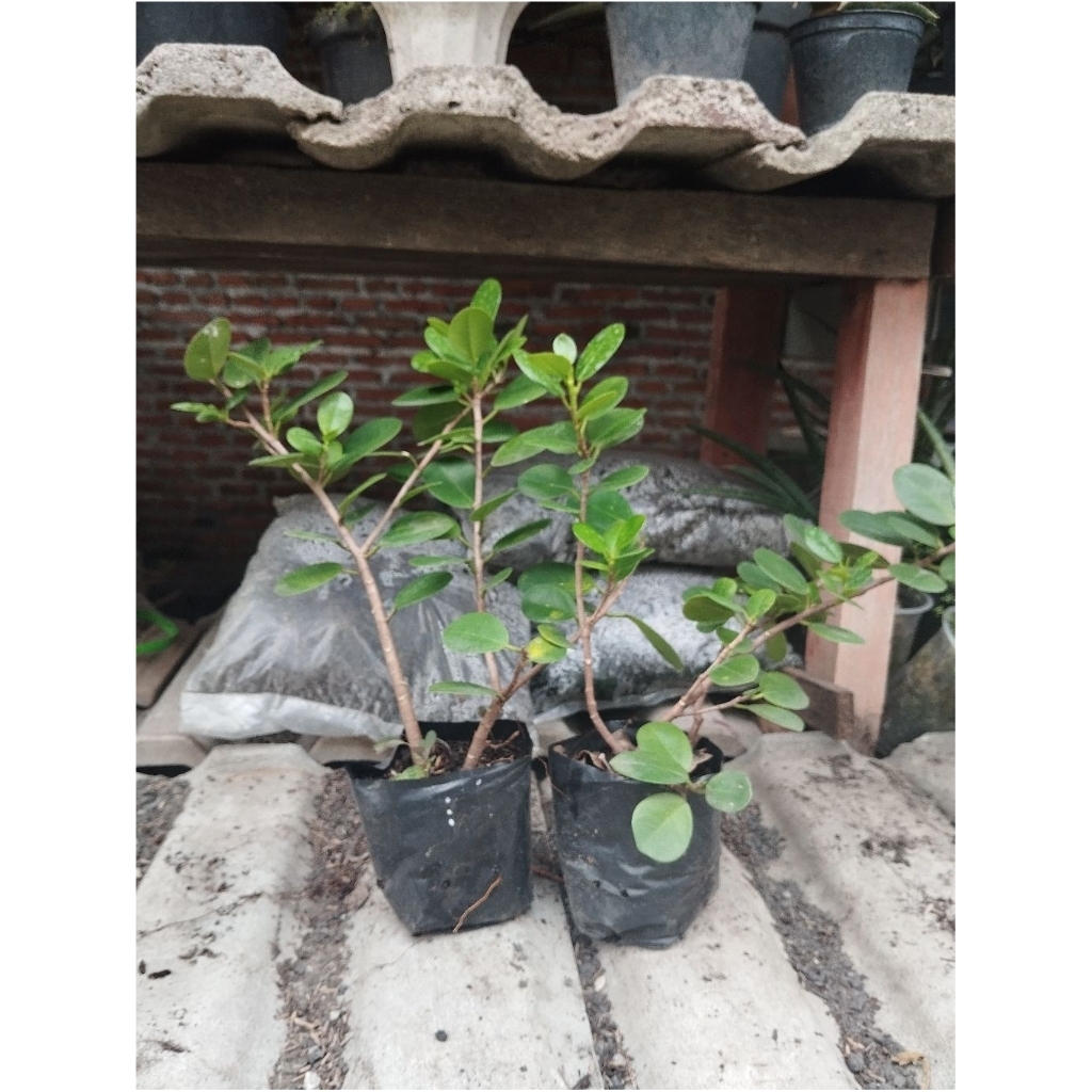 Bahan Bonsai Dollar Panorama 15K ( 2 POHON )