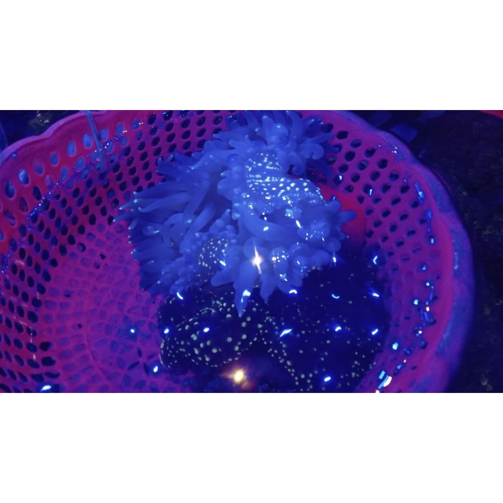 Livvicstore Anemon Model&Anemon Karpet Untuk Rumah Ikan Nemo