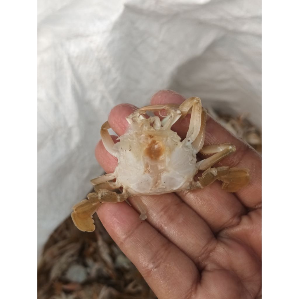 

babycrab kupas bersih