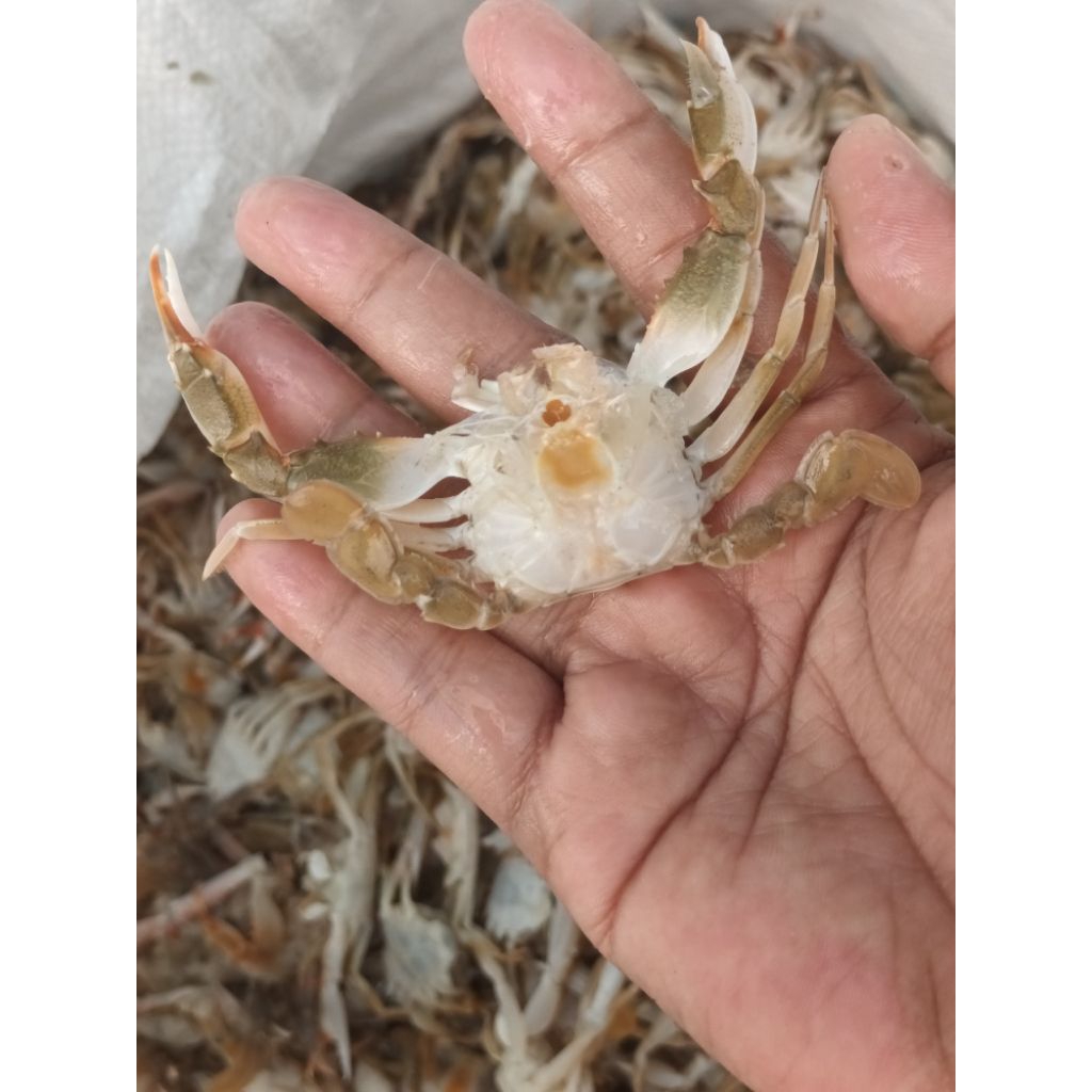 

babycrab kupas cangkang insang