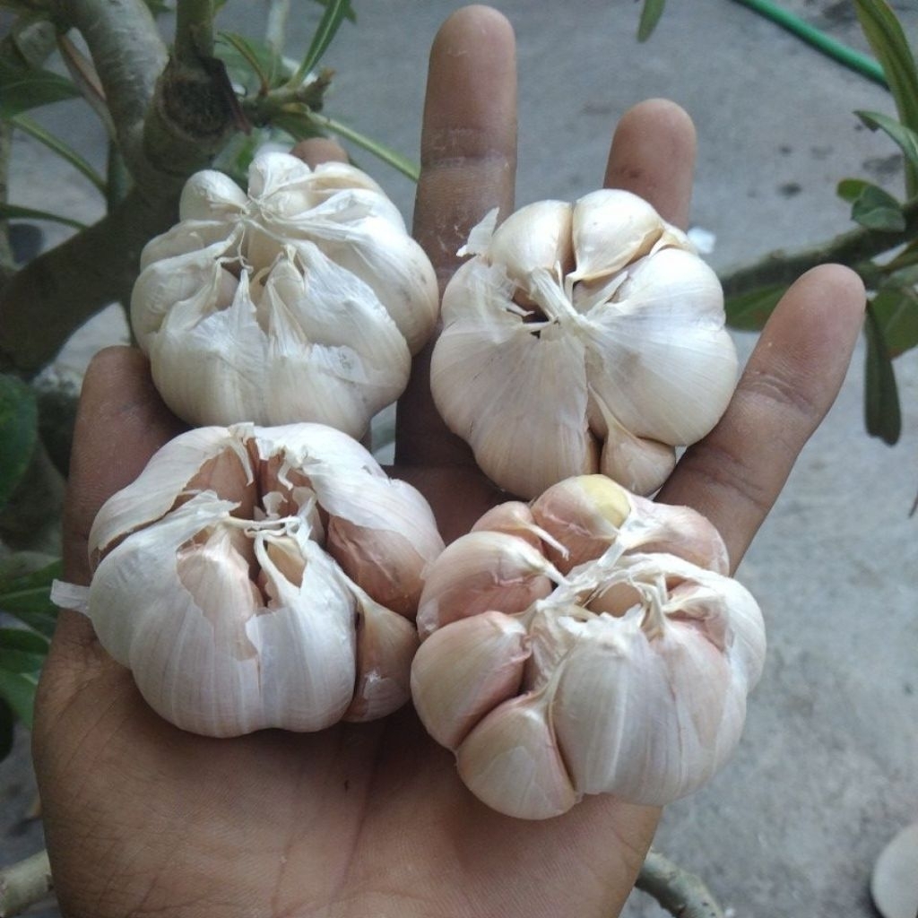 

bawang putih kemasan 500 gram