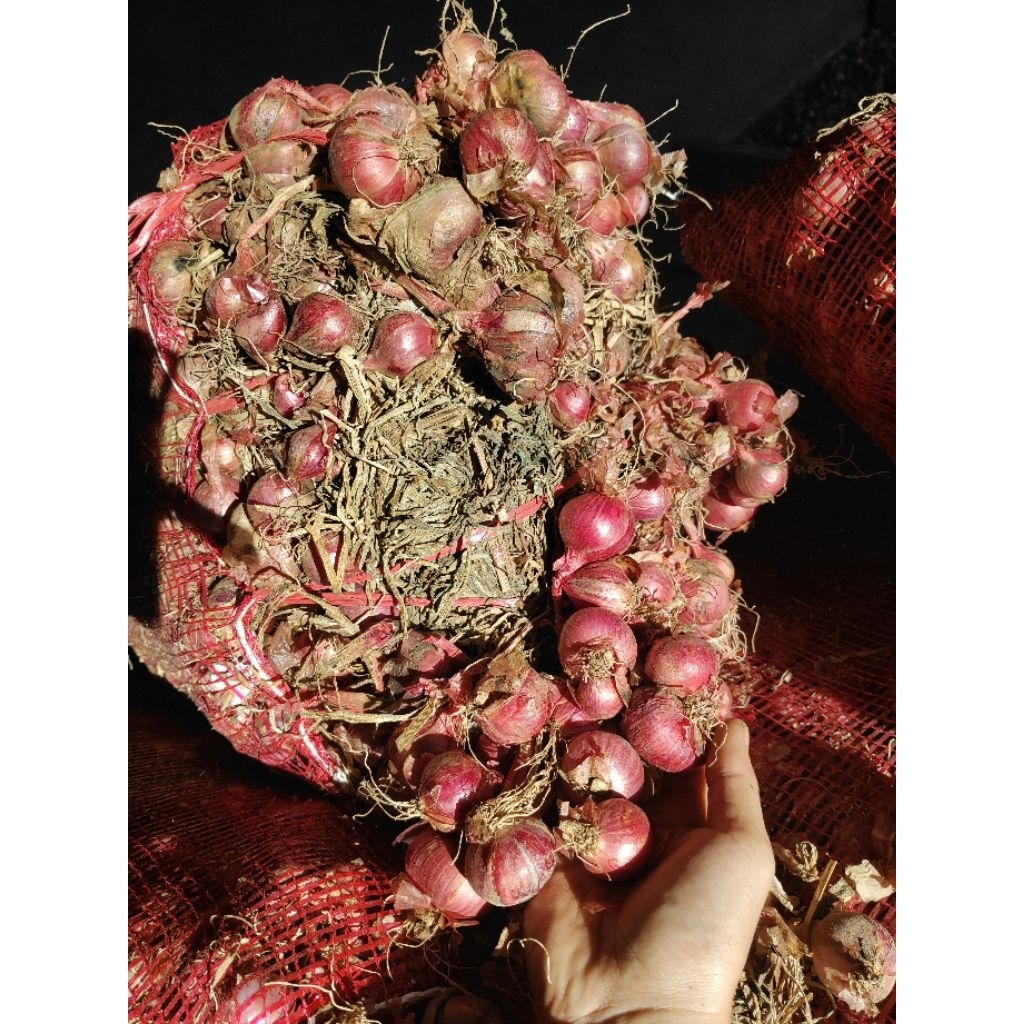 

(1000gr) bawang merah daunan batu malang (bukan untingan)(BI)
