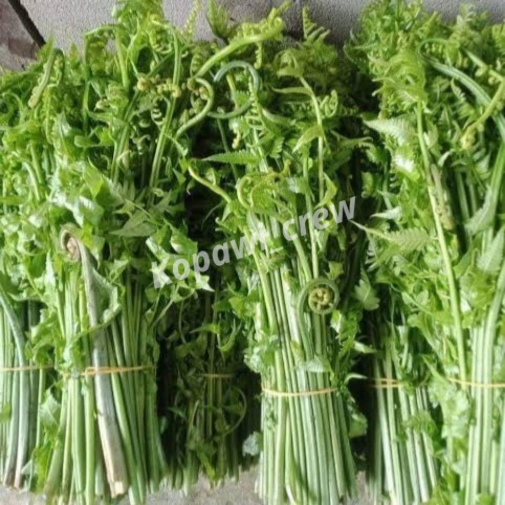 

Pakis Sayur Segar Kemasan 250 gram