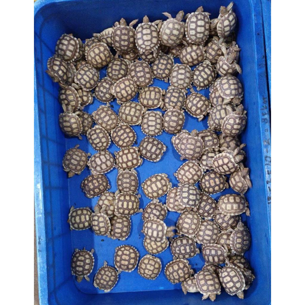 baby Sulcata 5-6cm mainan anak hidup