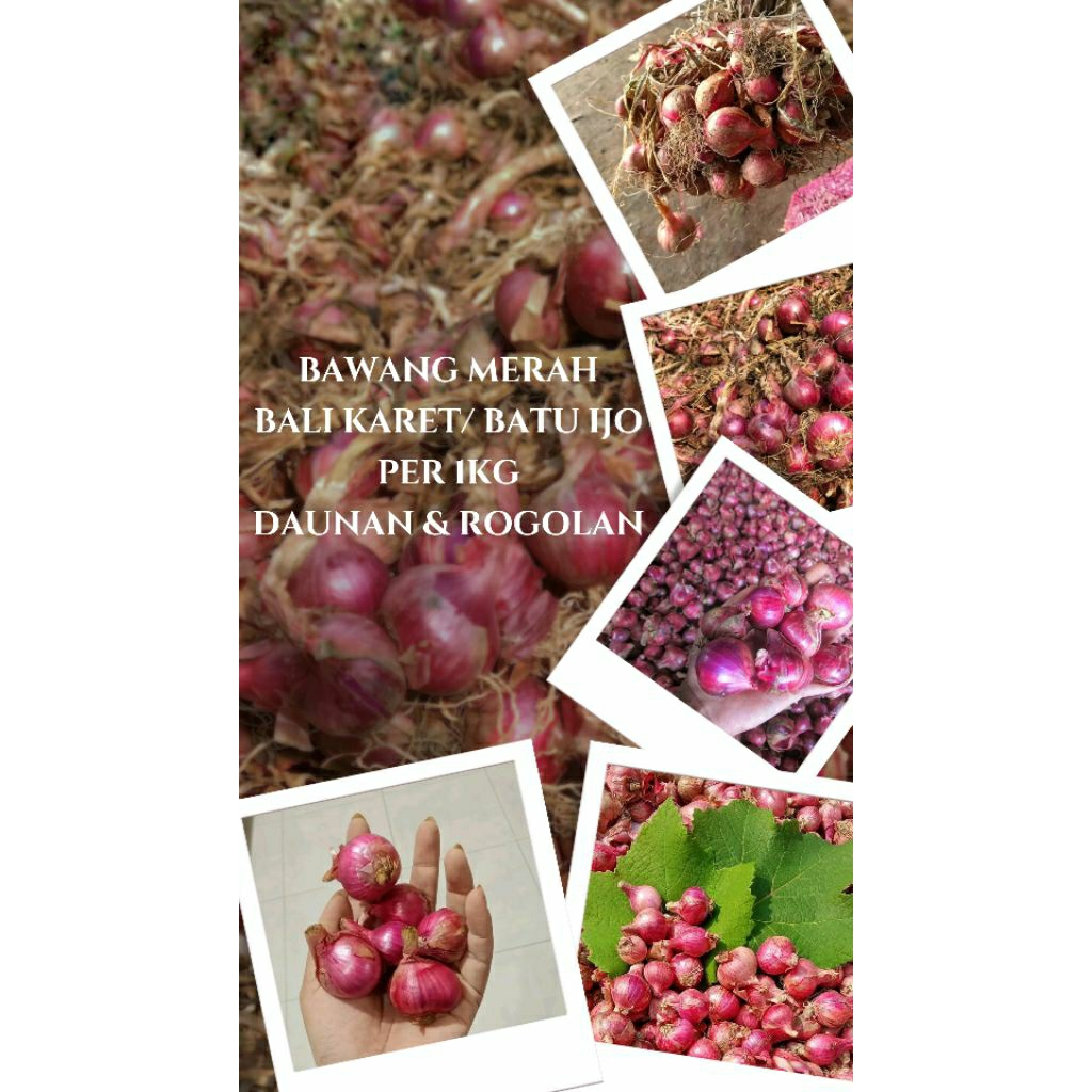 

Bawang Merah Bali Karet/Batu Ijo Daunan Kering - Rogolan