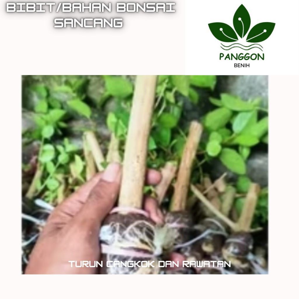 Bahan/Bibit Bonsai Sancang Besar batang Sejari tangan