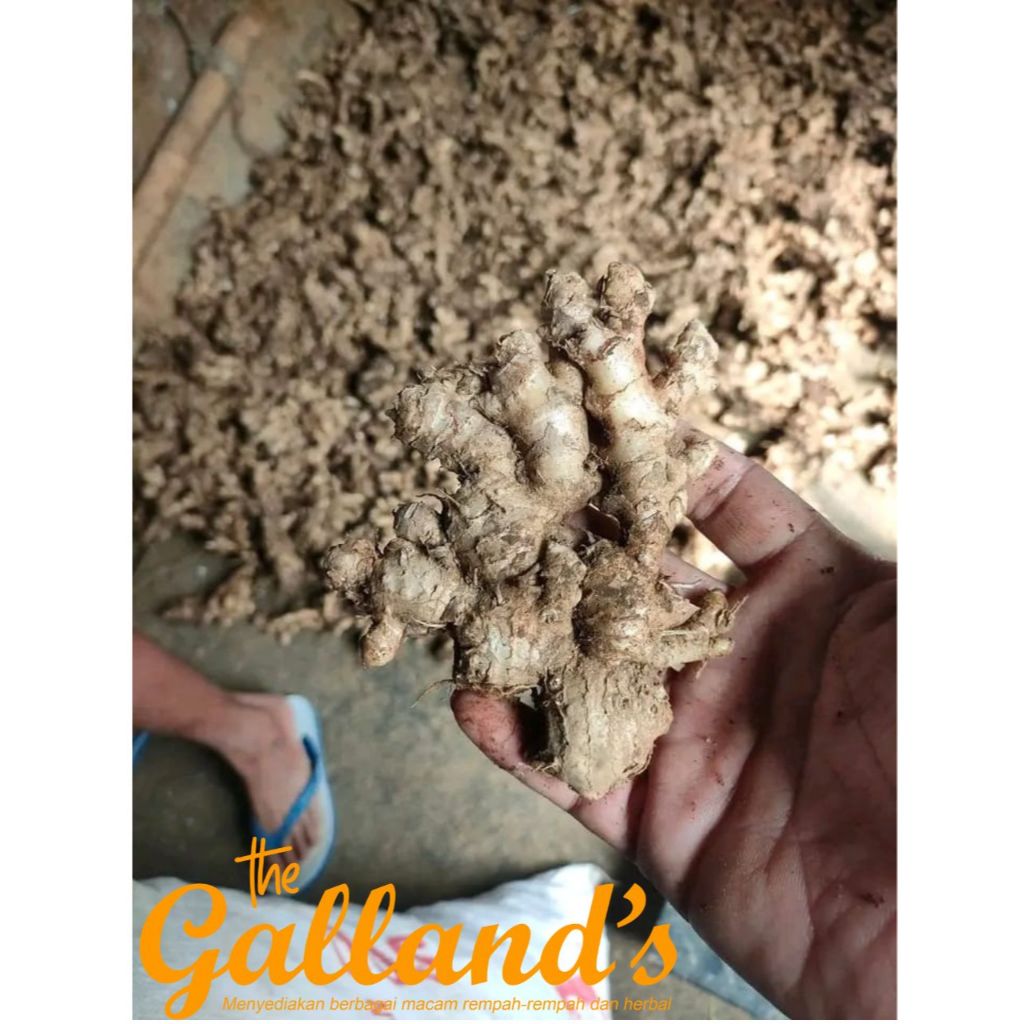 

JAHE EMPRIT SEGAR 1 KG