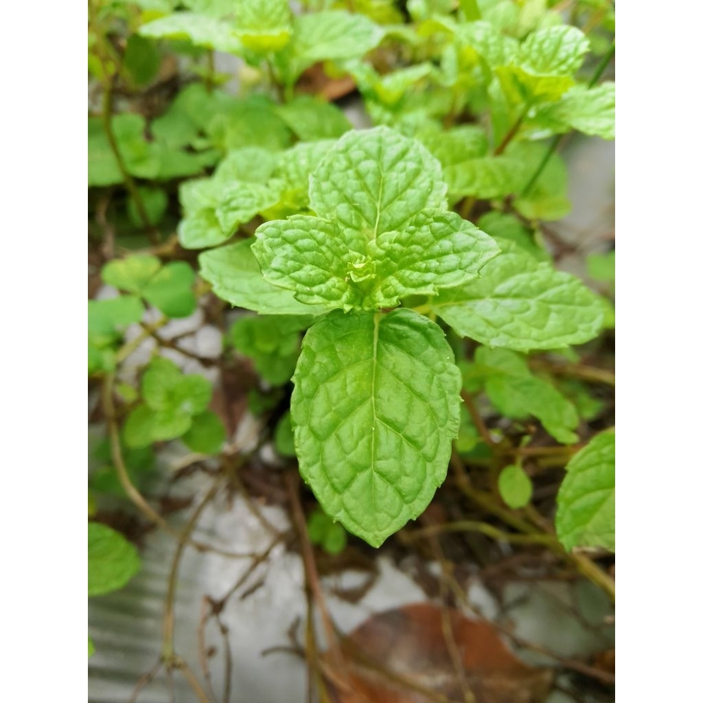 Bibit daun mint segar per bibit